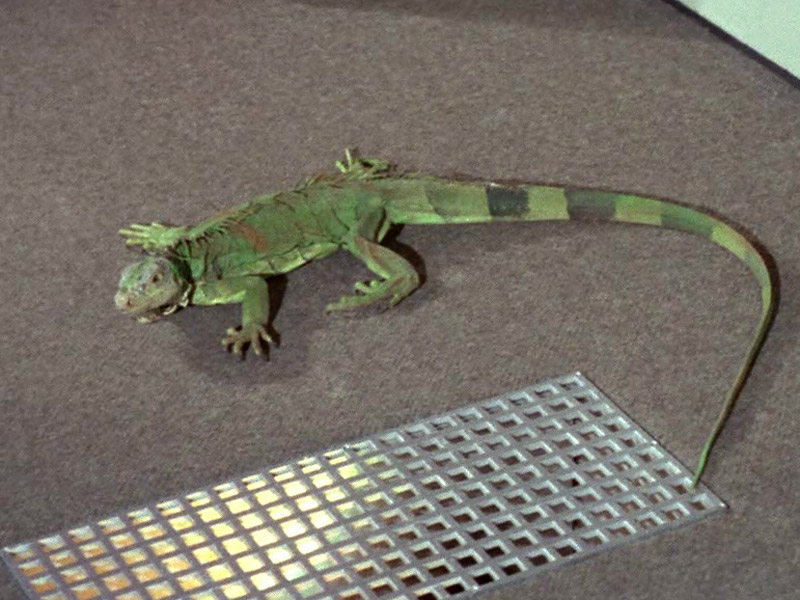 An iguana (TOS08)